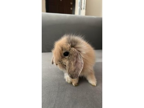 Hollanda lop tavşanı