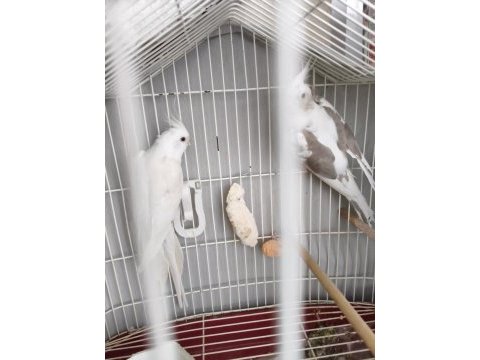 Acil satılık takım sultan papağanı