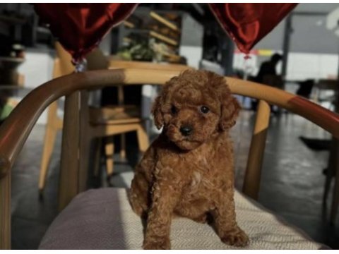Toy poodle yavru için ulaşın