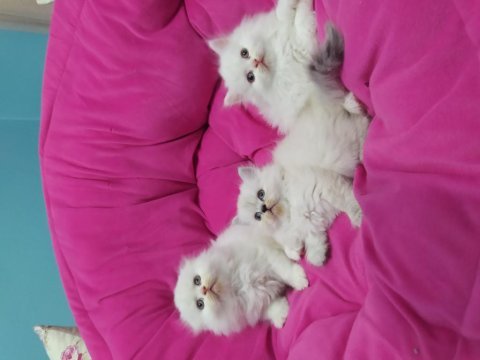 Anatomi harikası british shorthair yavrular