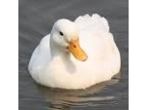 Ördek pekin civcivi