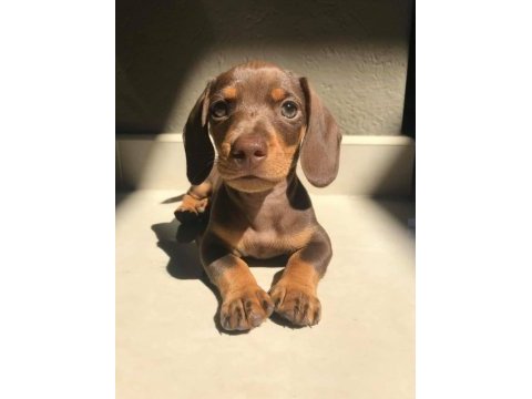 Safkan dachshund yavrular