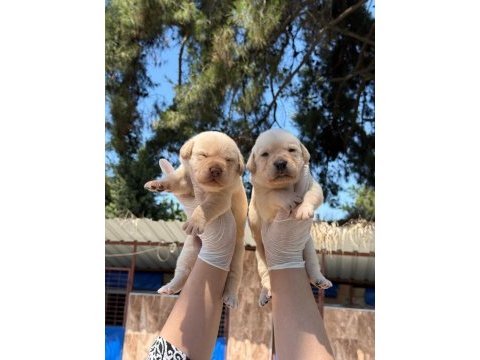 Golden retriever yavrularımız ruhsatlı çiftliğinden