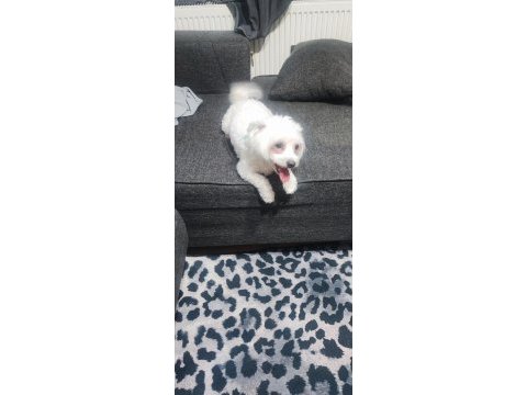 1 yaşında dişi köpeğimiz
