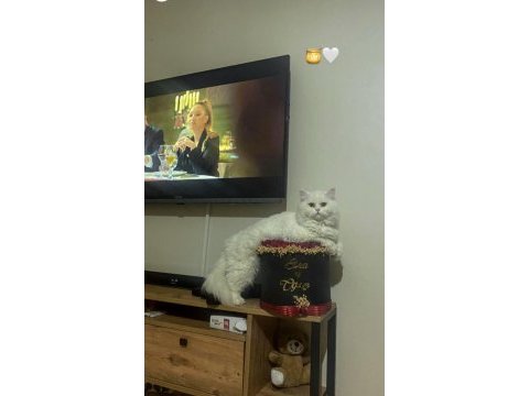 Ankara british longhair 1.5 yaşında kedim