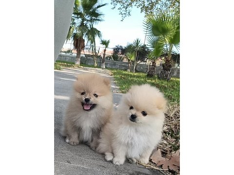 Pomeranian erkek 3 aylık