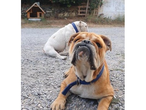 İngiliz bulldog dişi ve erkek çift
