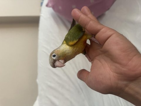 3 aylık konur papağanı el besleme dişi