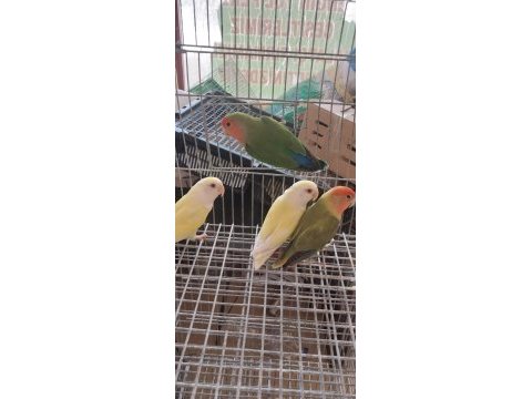 3 aylık yavru sevda papağanı
