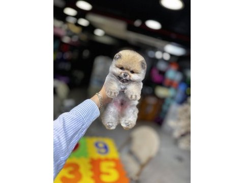 Biblo pomeranian boo yavrularımız