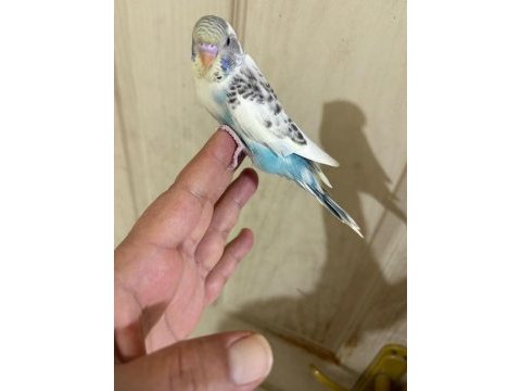 31 günlük renk güzeli bebek kuşumuz