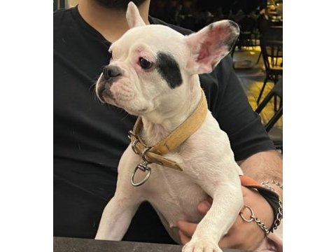 Dişi french bulldog yeni yuva arıyor