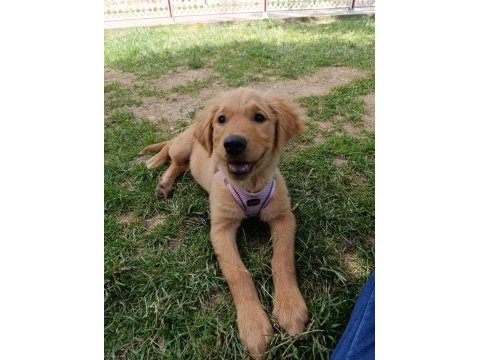 3 aylık golden retriever köpeğimiz