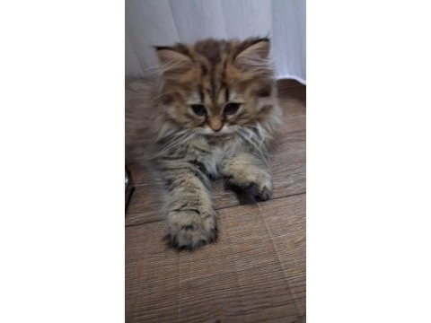 2.5 aylık dişi british longhair