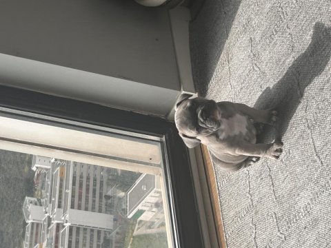 French bulldog blue dişi