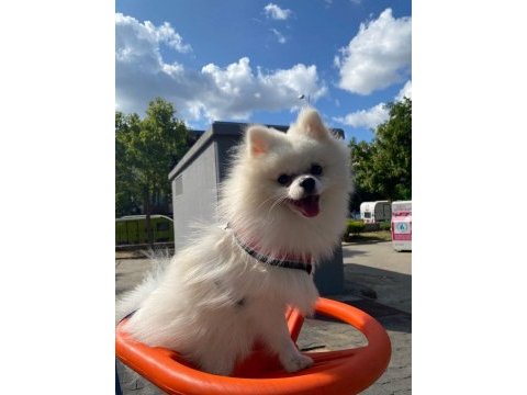 10 aylık erkek pomeranian boo yeni sahibini arıyor