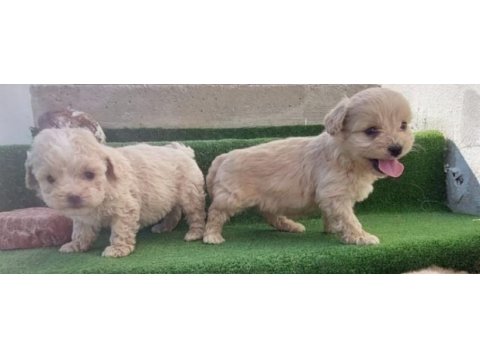 Maltipoo yavrular