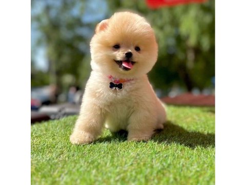 Sevimli pomeranian boo yavrularımız
