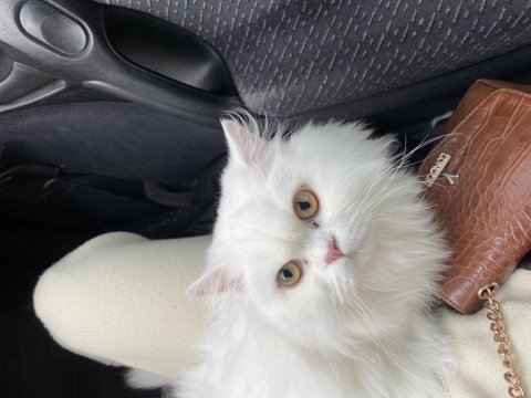 British longhair dişi