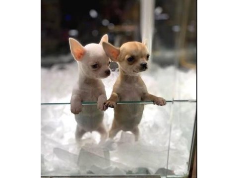 Şivava (chihuahua) bebeklerimiz