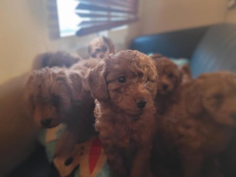Toy poodle köpeği