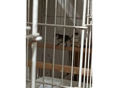 Parot baykuş çim ve star ispinozları