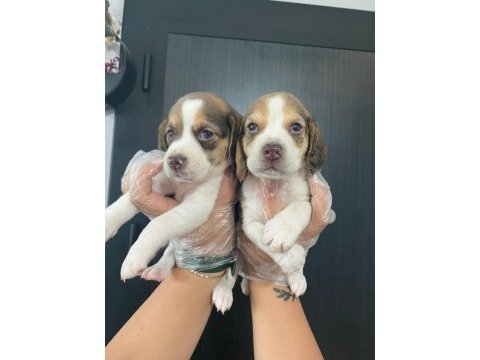 Beagle yavrularımız