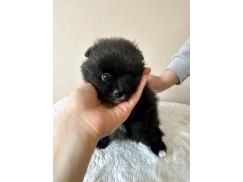 Pomeranian nadir renklerde oyuncu kardeşler