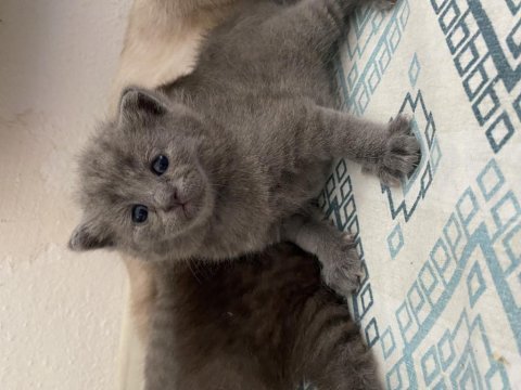 Scottish longhair yavru kedimiz
