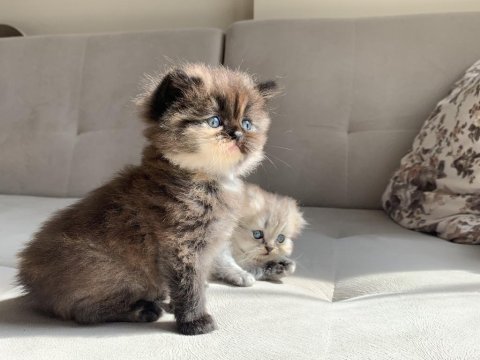 1 aylık scottish fold shorthair 3 erkek yavru