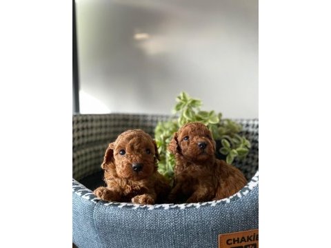 Kore kan teacup toy poddle bebeklerimiz
