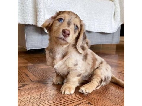 Isabella merle uzun tüylü long hair dachshund