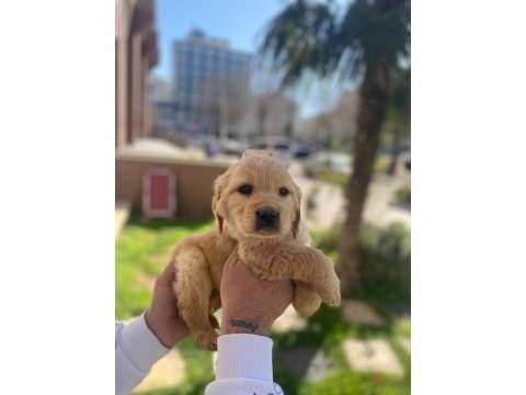 Golden retriever yavrular a kalite küt burun