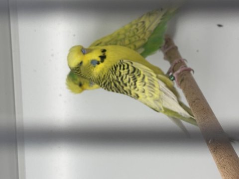 Damızlık jumbo muhabbet kuşu erkekler ve dişiler