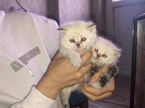 British longhair kedilerimiz 45 günlük