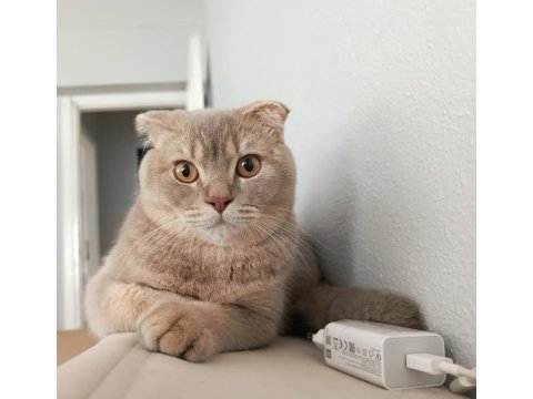 Tarçın scottish fold oğlum sahiplendirilecektir
