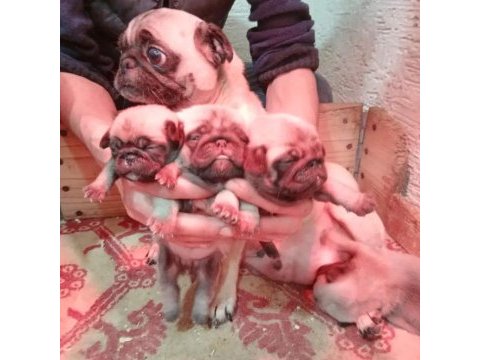 Pug yavrularımız ırk garantilidir