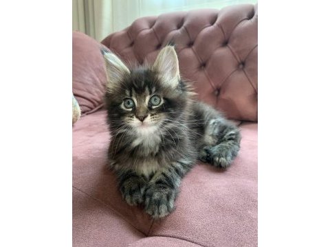 Xxl maine coon kediler 7 haftalık