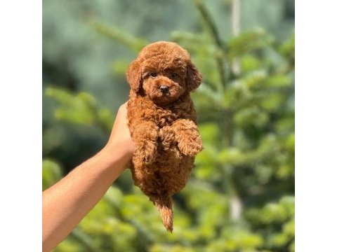 Toy poodle bebek köpekler