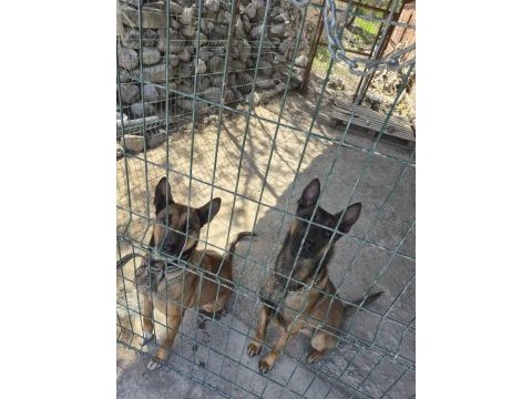 30 günlük ırk garantili oyuncu hırslı malinois yavrular