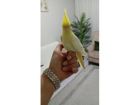 Uyguna ele alışkın erkek yavru sultan papağanı