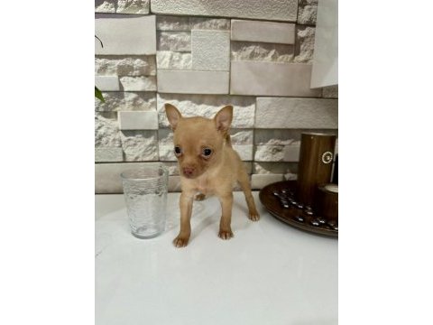50 günlük minik dişi chihuahua yavrum yeni ailesini arıyor
