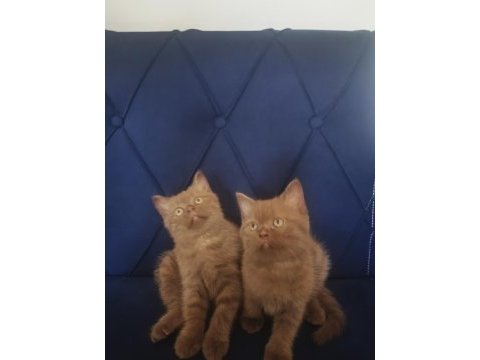 Cinnamon british shorthair