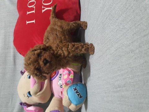 Kaliteli ve sağlık garantili poodle yavrular