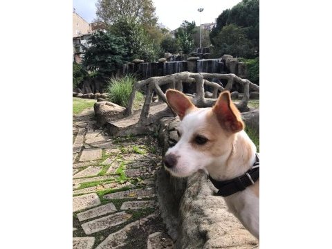 Jack russell köpeğim