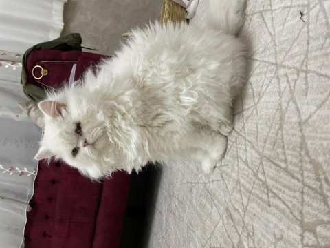 Erkek iran persian 10 aylık