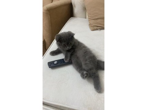 Sevimli kız scottish fold