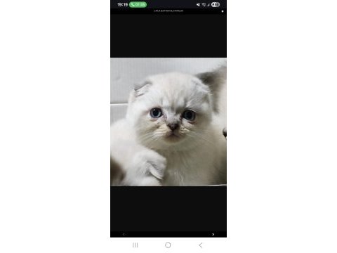 Evimizin yeni neşesi kar topu scottish fold yavruları