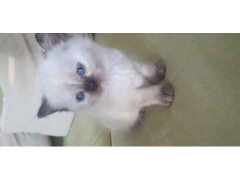 1 aylık scottish fold yavrular