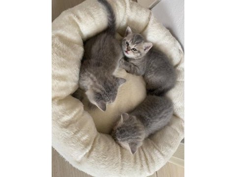 Yavru kedi